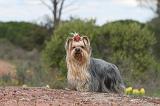 YORKSHIRE TERRIER 007